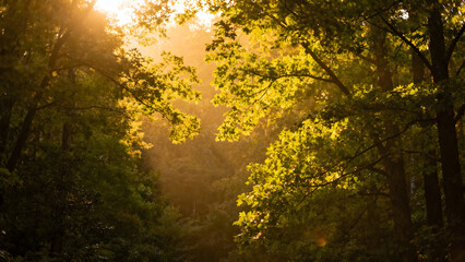 Obraz premium Sunlight filtering through forest trees