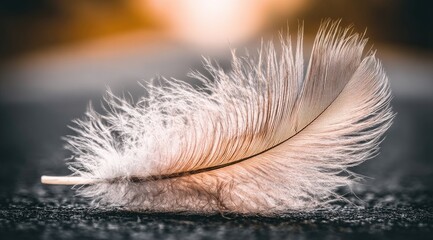 Delicate feather resting on a dark surface.
