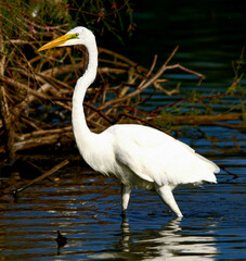 Great Egret