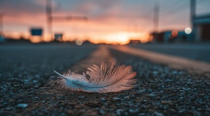 Fallen Feather on an Asphalt Road at Sunset.