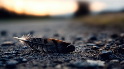 Fallen Bird Feather on a Gravel Path at Sunset.