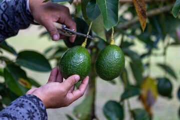 Close up of farmer hand is checking the avocado fruit for ripen and disease blemish during harvest season for tropical fruit farm and plantation concept