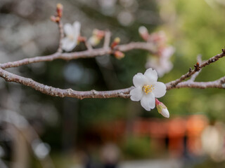 冬陽に咲く四季桜