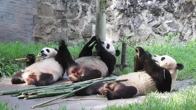 Happy Moment of Mother Panda and her Cubbies, China