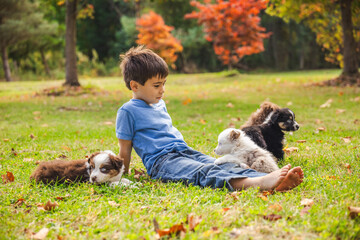 Smiling boy sitting on green grass surrounded by Australian Shepherd puppies in an autumn park