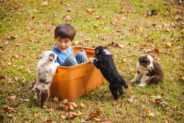 Smiling boy sitting in an orange plastic box surrounded by playful Australian Shepherd puppies on grass, cheerful outdoor scene in autumn park