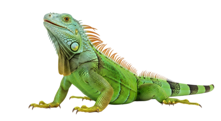 A Green Iguana Isolated on White Background a Colorful Reptile Lizard Close-up, Exotic Tropical Animal, Wildlife Nature Concept