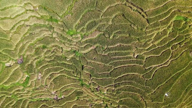 close up of a green fern