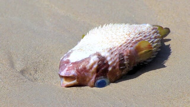 Dead puffer fish washed up on the beach sand in Thailand.