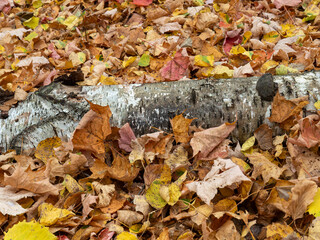 Dead birch tree trunk laying on the forest floor