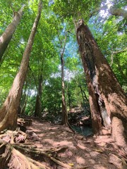 tree roots in the jungle