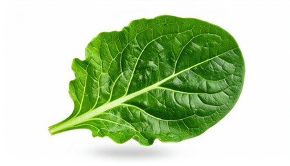 Obraz premium A Vibrant Green Leaf with Detailed Veins and a Slightly Serrated Edge Isolated on a Clean White Background Showing Intricate Natural Texture