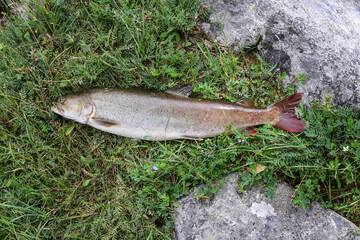 Trophy taimen (Hucho taimen) catch resting on green grass