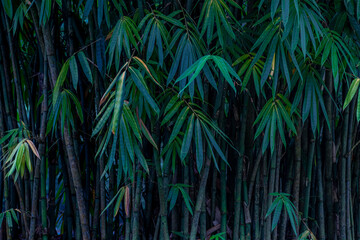 A clump of tropical bamboo trees at the Bambusetum section of The Learning Forest, located within the Singapore Botanic Garden