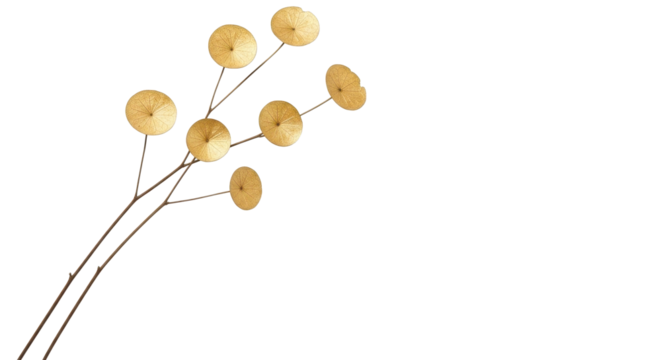 Elegant lunaria branch with golden seed pods, perfect for adding a touch of natural beauty and minimalist style to your designs now