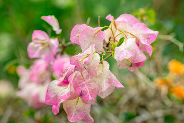 White and pink bougainvillea flowers with green leaves in sunlight
