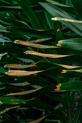 Yucca filamentosa plant at the botanical garden