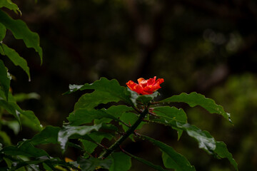 Costus spicatus, spiked spiralflag ginger or Indian head ginger plant