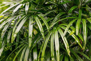The Singapore Botanic Gardens is a 164-year-old tropical garden located at the fringe of the Orchard Road shopping district