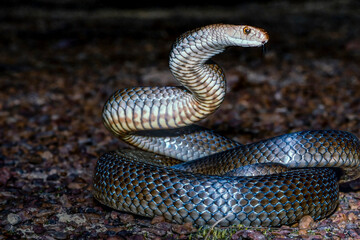 Australian highly venomous Eastern Brown Snake in defensive stance
