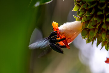 A Broad-footed Carpenter Bee Xylocopa latipes forages for pollen and nectar from the crepe ginger flower