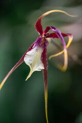 Cambria Brassia, a striking orchid variety known for its long, slender petals resembling a delicate spider