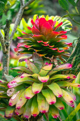 Bromelia plant in close up in Singapore botanical garden
