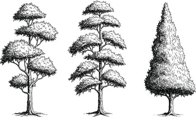 Fototapeta premium Vintage hand-drawn tree illustration set, detailed forest nature art, botanical sketch collection for eco design, logo, and landscape decoration