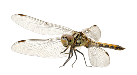 Dragonfly insect macro close up wings transparent nature.