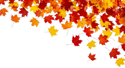 Fototapeta premium A cascade of vibrant autumn maple leaves in red and yellow falling isolated on transparent background