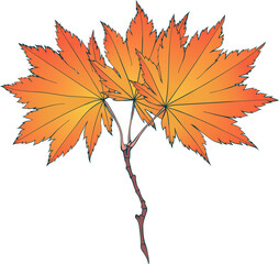 Hand-drawn red-yellow colored golden autumn maple leaves isolated on white background. Flat and line style vector illustration. 