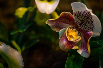 Cultivation of colorful tropical flowering plants orchid family Orchidaceae Paphiopedilum, Venus slipper