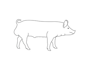 Male pig line drawing. Vector pig illustration. Pig outline. Isolated on white background.