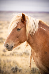 Fototapeta premium Wild horses in a field