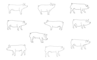 Pig line drawing set. Vector pig illustration. Pig outline. Isolated on white background.