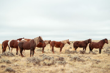 Wild horses in a field