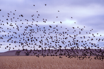 Flock of birds in flight