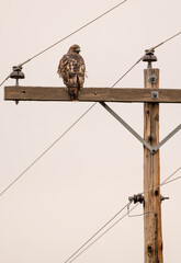 Hawk on a telephone wire