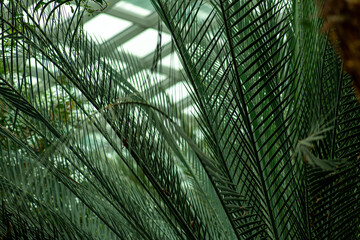 Gardens By The Bay, Flower Dome. The palm tree in a large greenhouse with an exhibition of tropical plants