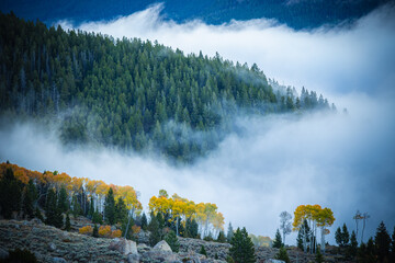 Pine trees on a foggy day