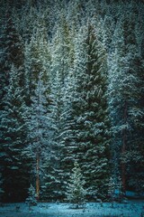 Pine trees on a foggy day