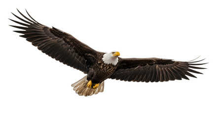 Naklejka premium Majestic bald eagle soaring through the sky with outstretched wings.