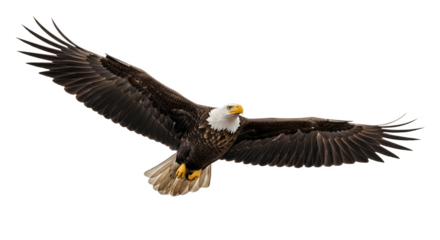 Majestic bald eagle soaring through the sky with outstretched wings.