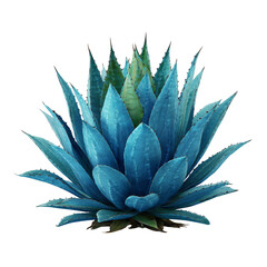 Aloe vera plant isolated on transparent background 