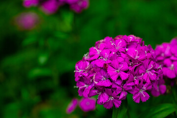 Dianthus flower Also called "pinks," blooming in the garden, in Singapore