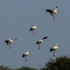 Fototapeta premium A flock of Wood Storks gracefully descending from the sky to land.