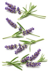Naklejka premium Aromatic Lavender Sprigs - Fresh Purple Blooms and Green Foliage.
