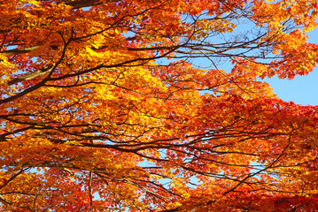 秋のミルフィーユ