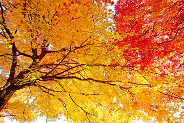 黄色と赤の共演