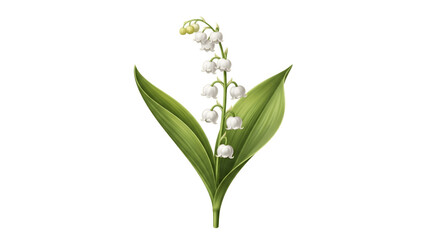 Naklejka premium Lily of the Valley Flower with Green Leaves Isolated on White Background.